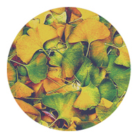 ROSCO:260-86635 -- 86635 Ginko Multi Color Glass Gobo By Abigail Rosen Holmes, Size: Specify